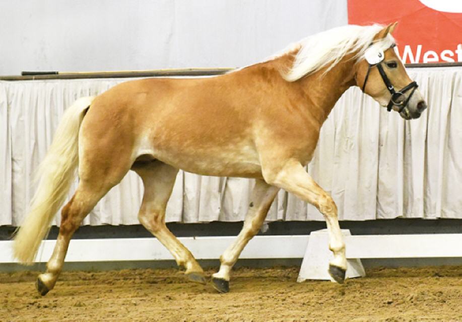 Niclas Boy bei der Hengstschau in MS-Handorf