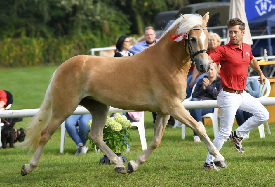 Abby von Alvermann - Eliteschau 2021 